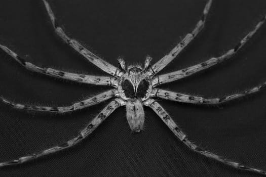 Cane Spider