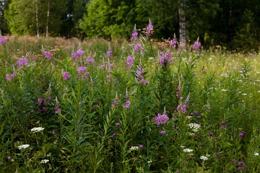 Purple flowers and grass in front of summer field
