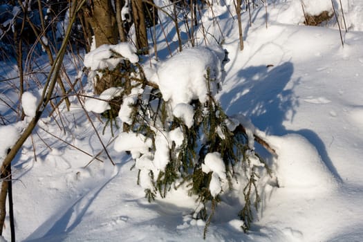A bare branches and a small evergreen tree in a snow in winter forest
