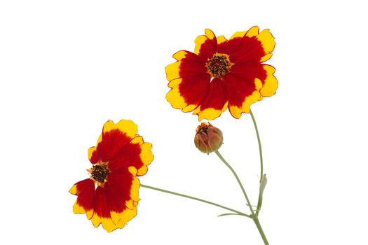 Flowers of coreopsis (Lat. Coreopsis drummondii), isolated on a white background