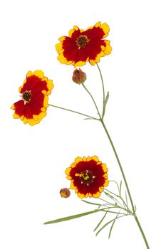 Flowers of coreopsis (Lat. Coreopsis drummondii), isolated on a white background