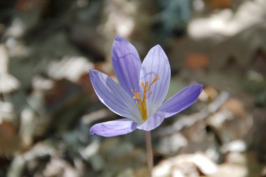 Flowers of autumn crocus (Lat. Colchicum autumnale)