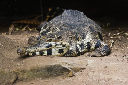 Crocodile resting on sand near the water