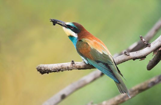 European Bee-eater or Merops apiaster with catched insect
