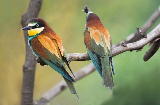 European Bee-eaters or Merops apiaster on branch