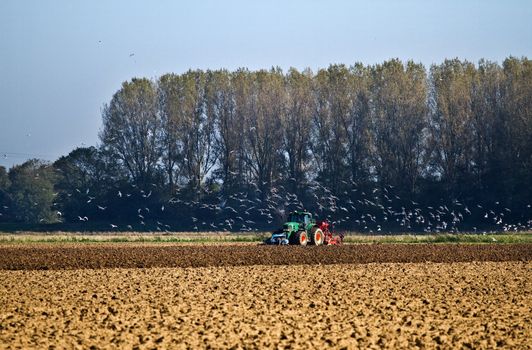 Tractor plough the field with swarm of birds searching for food