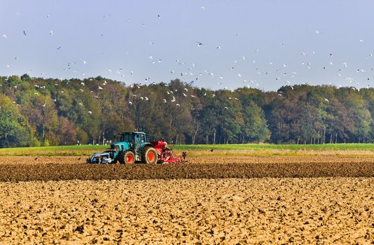 Tractor plough the field with swarm of birds searching for food