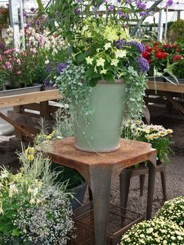 Gardening. Arrangement of colorful plants and flowers in a greenhouse.