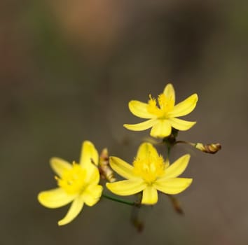 pring Yellow Rush Lily Australian wildflower Tricoryne simplex flower background