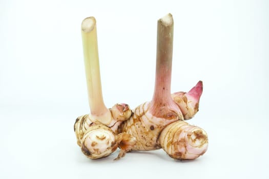 Galangal ginger isolated on white background. Thai herb