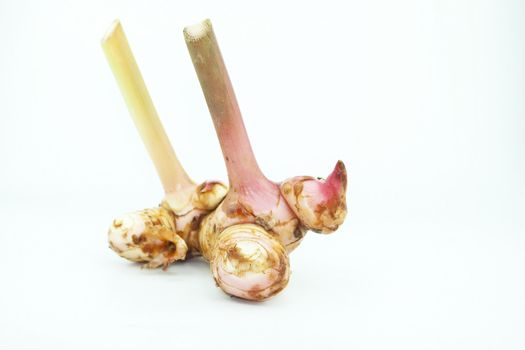 Galangal ginger isolated on white background. Thai herb