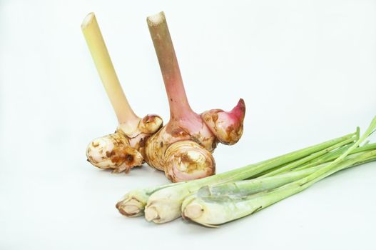 galangal and Lemon Grass on white background