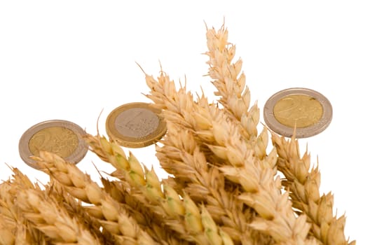 wheat ripe harvest ears with euro coins isolated on white