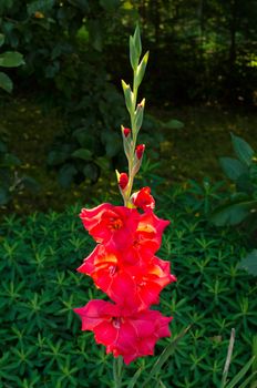 Red gladiolus flower sunlit morning sun and other garden flora on background.
