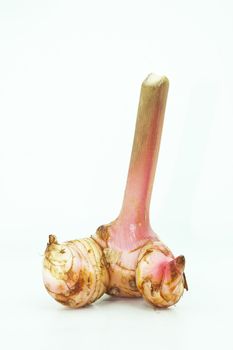 Galangal ginger isolated on white background. Thai herb