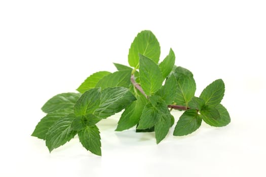 some branches peppermint on a white background