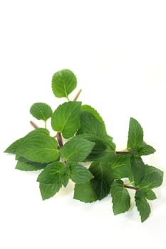 some branches peppermint on a white background