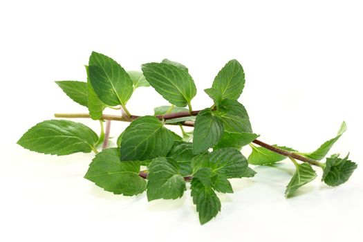 some branches peppermint on a white background