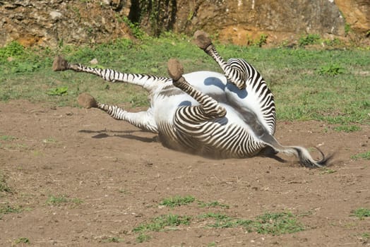 A beautiful African zebra in his natural environment