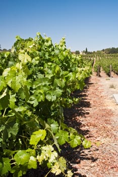 Vine leaves in foreground of vineyard