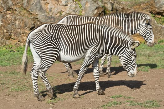 A pair of African zebras in their natural environment