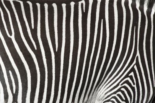 Natural texture of the skin of an African zebra.