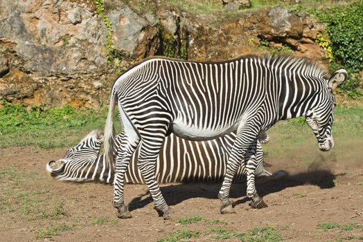 A pair of African zebras in their natural environment