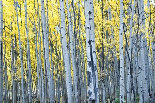 Aspens glow in Fall colors Colorado, USA