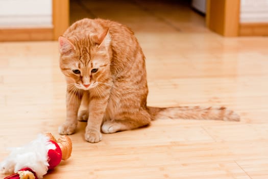 A young ginger tabby cat with toy on the wooden floor
