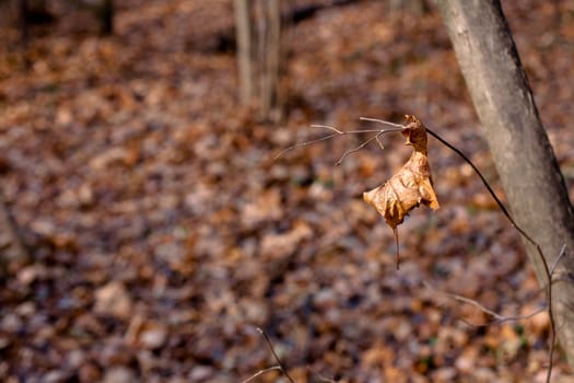 Brown leave and tree trunk in sunny autumn day
