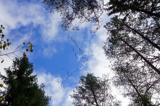 The flight of cranes flies by above trees