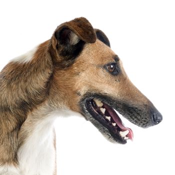 portrait of a purebred smooth fox terrier in front of white background