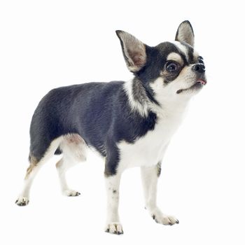 portrait of a cute purebred  chihuahua in front of white background