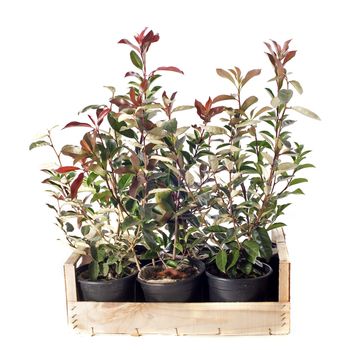 young seedling of eleagnus and photinia in front of white background