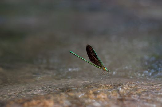 dragonfly in nature standing on rock at waterfall in thailand