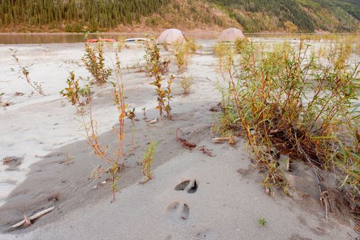Two tents pitched on a sand bar alongside Yukon River, Yukon Territory, Canada, in remote boreal forest wilderness with moose track in foreground