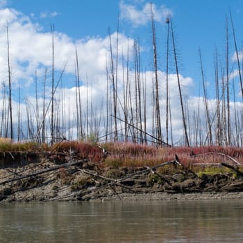 Burned boreal forest at river shore in central Yukon territory, Canada, slowly recovering with growth of fireweed