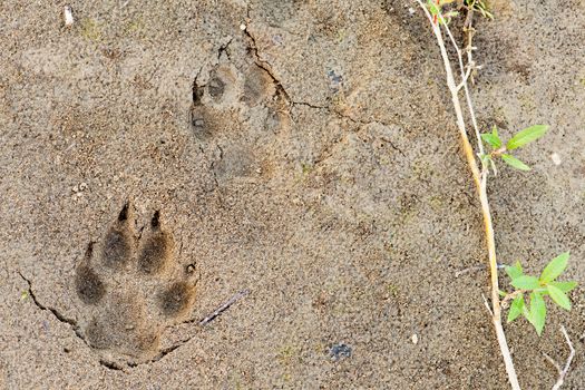 Wolf, Canis lupus, paw foot prints track in soft mud and green willow leaves