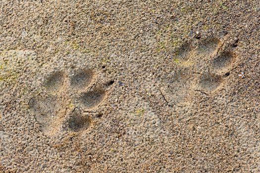 Wolf, Canis lupus, paw foot prints track in soft mud