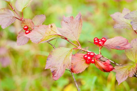 Ripe red juicy berries on branch of Highbush Cranberry, Viburnum edule, shrub