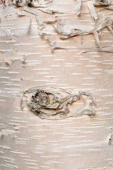 Alaska paper birch, Betula neoalaskana, bark on tree trunk background texture pattern