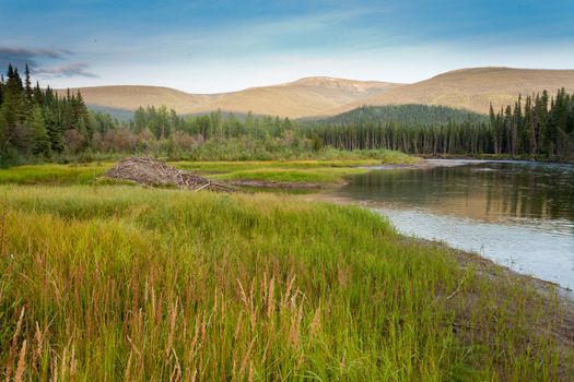 Beaver, Castor canadensis, lodge home in boreal forest, taiga, wetlands of central Yukon territory made from lots of sticks and mud