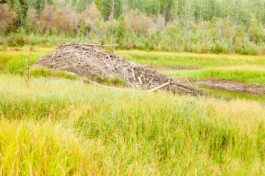 Beaver, Castor canadensis, lodge home in boreal forest, taiga, wetlands of central Yukon territory made from lots of sticks and mud