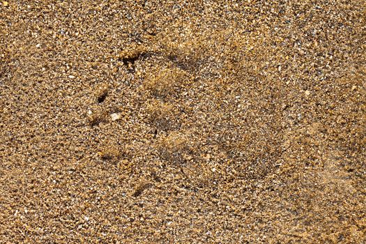 Black bear, Ursus americanus, paw foot print track in soft wet sand