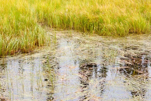 Background texture pattern of marshland grass and sedges