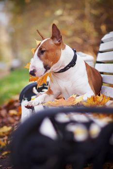 The red bull terrier lies on a bench in the autumn afternoon