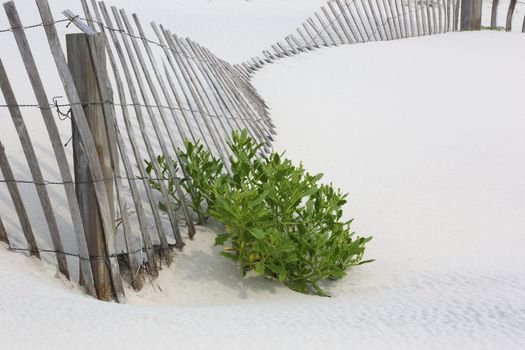 Fallen snow fencing on white sand with accent of beach plant.  Location is New Jersey Shore, on the sand dunes of Island Beach State Park, a coast attraction for tourists and local families with trails, swimming, birding, fishing, and hiking.  Copy space on right;