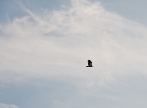 Eagle flying through the sky