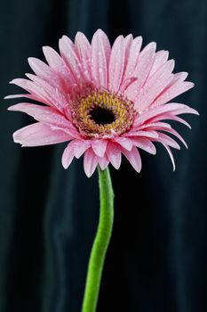 Dew drops on one, single, pink daisy placed against black background; elegant symbol; vertical with copy space;