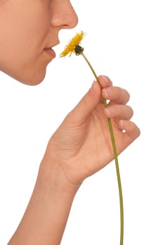 The beautiful yellow dandelion in woman's hand